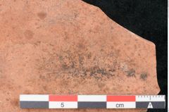 Foto (Detailansicht) von Cassia phaseolites Unger (NHMW-GEO-2024-0188-7966)